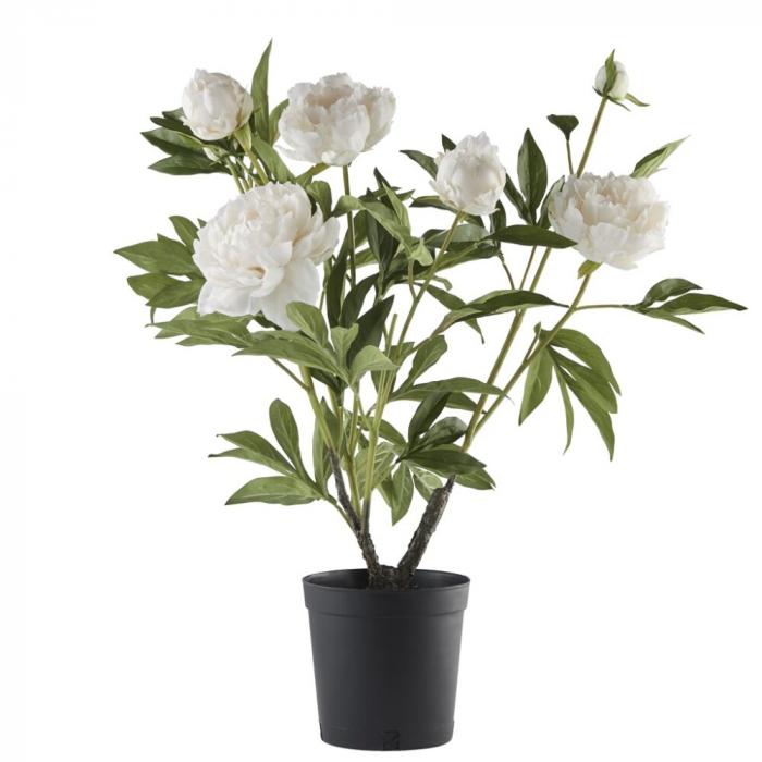 Flora pæon H66 cm. råhvid